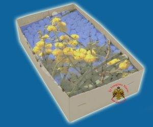 Λιβάνι με Άρωμα Ακακία Απλο