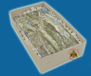 Λιβάνι με Άρωμα Ευκάλυπτος Απλο