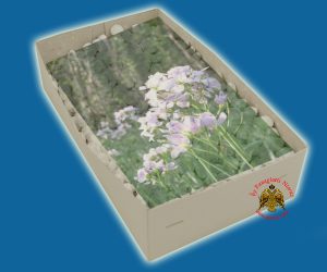 Λιβάνι με Άρωμα Ανθός του Δάσους Απλο