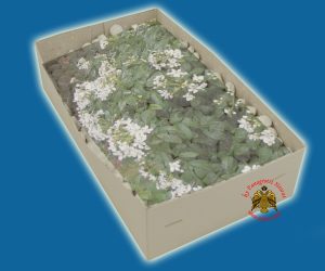 Λιβάνι με Άρωμα Γιασεμί Απλο