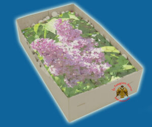 Λιβάνι με Άρωμα Πασχαλιά Απλο