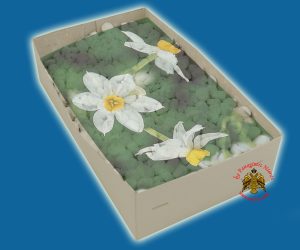 Λιβάνι με Άρωμα Μανουσάκι Απλο