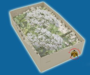 Λιβάνι με Άρωμα Νάρδος Απλο