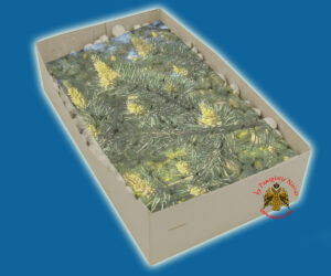 Λιβάνι με Άρωμα Πεύκο Απλο