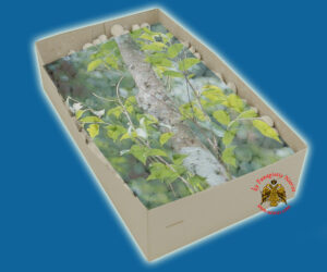 Λιβάνι με Άρωμα Σανταλόξυλο Απλο