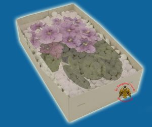 Λιβάνι με Άρωμα Βιολέτα Απλο