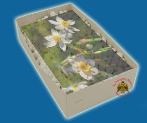 Λιβάνι με Άρωμα Ζουμπούλι Απλο